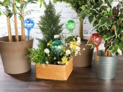 Royal Gardineer Blumen-Bewässerungskugel:2er -Set Gießfrei-Bewässerungs-Kugeln Aus Glas, Je 4 Stk., Ø 8,5 Cm -Rosenstein & Söhne Shop nx3201 10