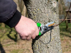 Royal Gardineer Rosenschere:2er-Set Amboss-Gartenscheren, Carbonstahl-Klinge, 21,5 Cm -Rosenstein & Söhne Shop nx7789 1