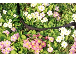 Royal Gardineer Gartenschlauch:2er-Set Perlschläuche "Eco" Flach, Inkl. Stopp-Ventil-Kupplungen, 12 M -Rosenstein & Söhne Shop pe6596 2 1