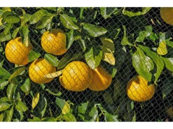 Royal Gardineer Vogelnetz:2er-Set Vogelschutznetze Für Obstbäume, 10 X 2 Meter -Rosenstein & Söhne Shop zx8005 4