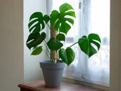 Royal Gardineer Moosstab Rankhilfe:16er-Set Rankhilfen Aus Kokosfaser & Holz, 2x40 Cm, 2x30 Cm,Juteschnur -Rosenstein & Söhne Shop zx8327 11 1